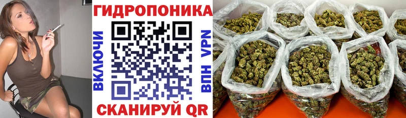 OMG ONION  купить   Гремячинск  Каннабис VHQ 